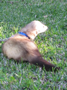 Ferret looking into the sun