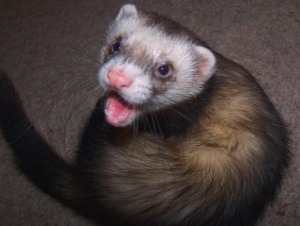 Are ferrets dangerous pets?